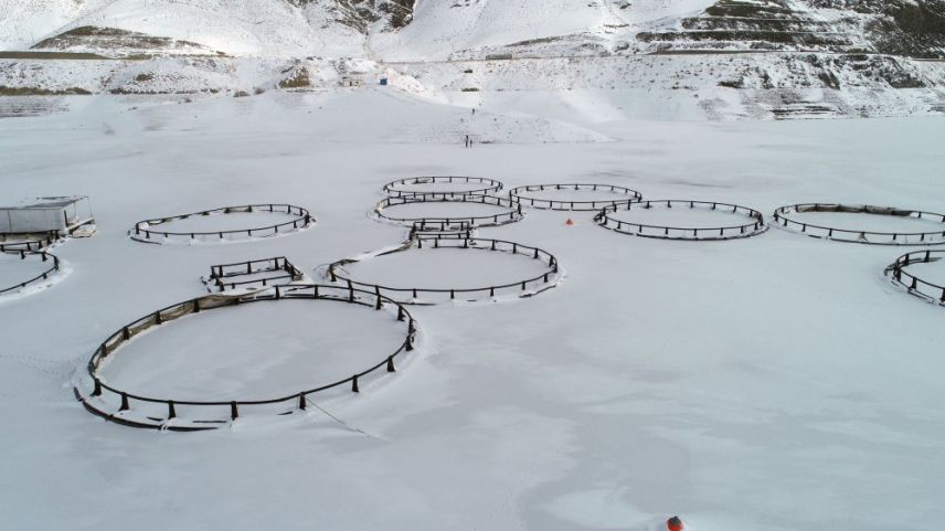  İgoumenitsa: Soğuk hava nedeniyle 370 bin balık telef oldu