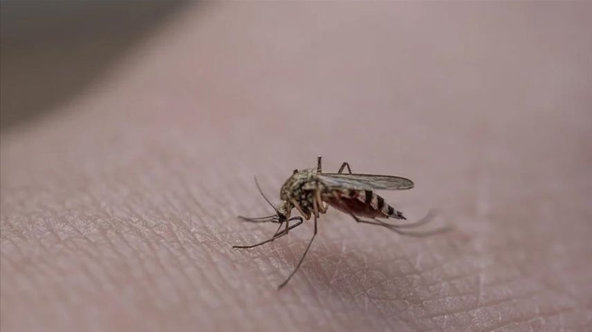 Araştırma: Sivrisinekler daha çok kimleri ısırıyor?