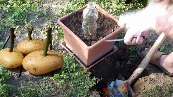 Patatese gül sapı yerleştirince bakın ne oluyor!