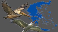 Yunanistan'da 574 tepeli pelikan telef oldu