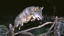 Kurtlar, Dedeağaç’a korku saçıyor