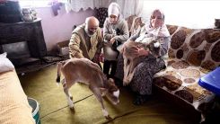 İki buzağı ve sekiz kediyle aynı evi paylaşıyorlar