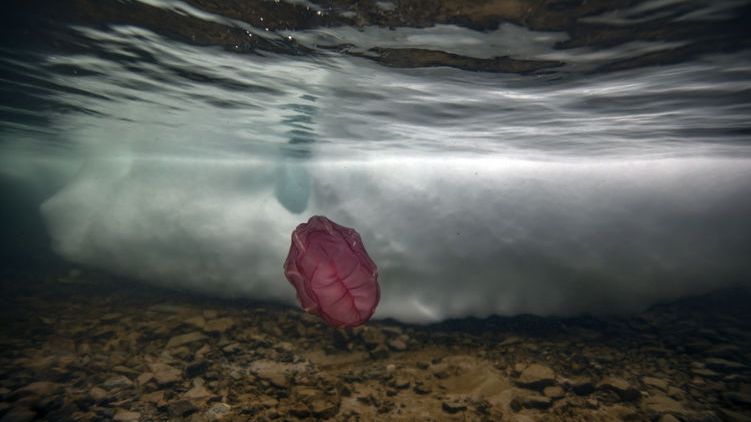 Antarktika: Daha önce rastlanmayan canlı ilk kez görüntülendi