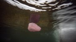 Antarktika: Daha önce rastlanmayan canlı ilk kez görüntülendi