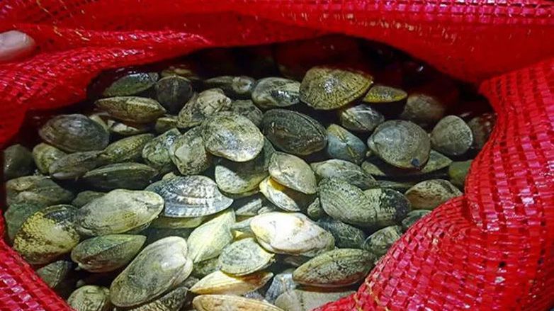 Yunanistan’a getirilmek istenen 1 ton kaçak midye ele geçirildi