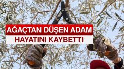 Budadığı ağaçtan düşerek hayatını kaybetti