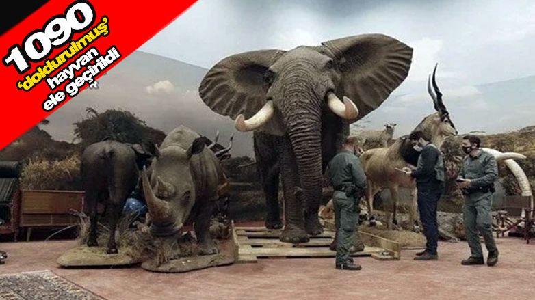 29 milyon euroluk 'doldurulmuş' hayvan ele geçirildi