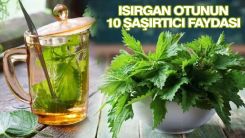 Isırgan otunun 10 şaşırtıcı faydası