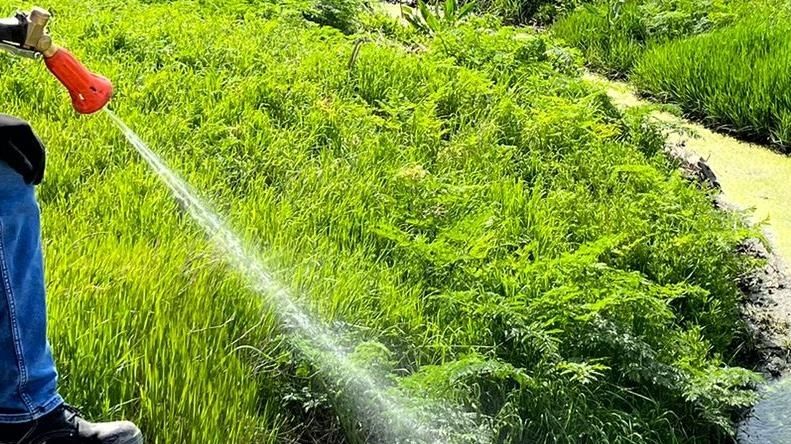 Yabani ot ilacı glifosatın bilinçsiz kullanımı, çevreyi ve insan sağlığını olumsuz etkiliyor