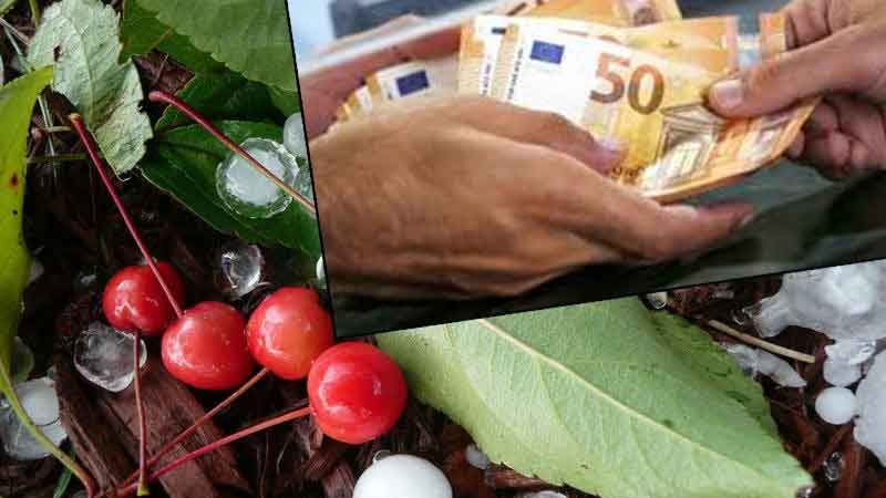 Kiraz üreticilerine tazminat ödemesi yapılacak