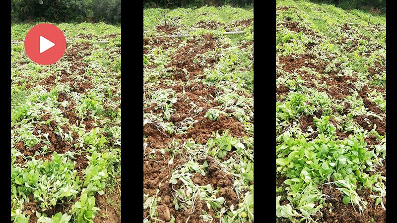 VİDEO | Domuz sürüsü Dundarlı halkının kâbusu oldu