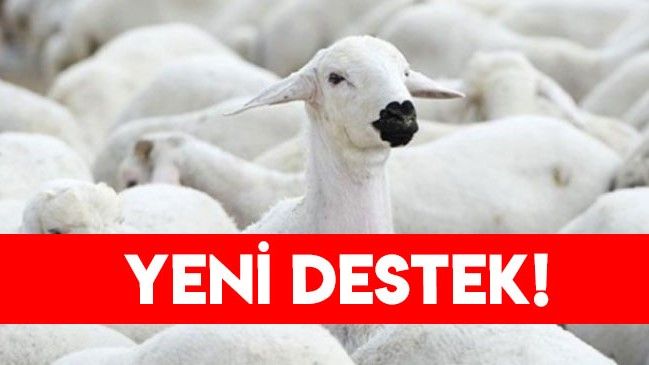Küçükbaş hayvan yetiştiricilerine destek primi