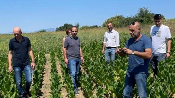 Ziraat mühendisleri tütünlerdeki tepe hastalığını yerinde incelediler