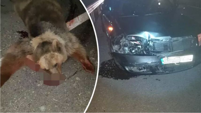 Egnatia otoyolunda otomobil ayıya çarptı