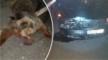 Egnatia otoyolunda otomobil ayıya çarptı