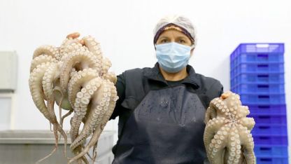 Türkiye'de avlanan ahtapotlar Yunanistan'a ihraç ediliyor 