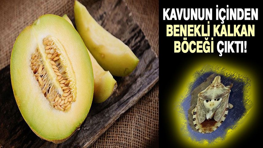 Kavunun içinden benekli kalkan böceği çıktı