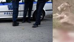 Belediye başkan yardımcısı eşeğe işkence etti, tutuklandı