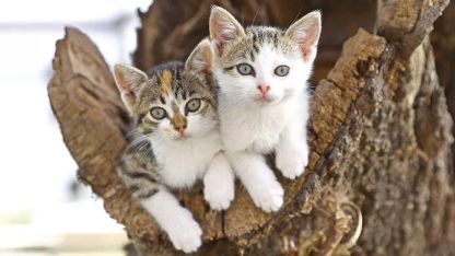 Yavru kediyi vahşice ezeni bulana 3 bin euro ödül verilecek