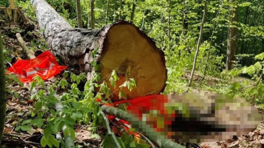 Feci kaza: Ağacın altında kalarak can verdi