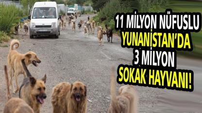 DSÖ, dünya genelindeki sokak hayvanı sayısını açıkladı