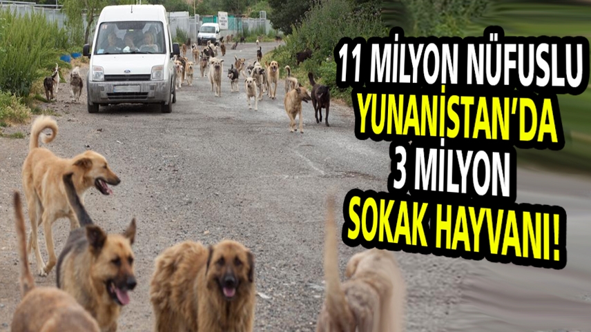 DSÖ, dünya genelindeki sokak hayvanı sayısını açıkladı