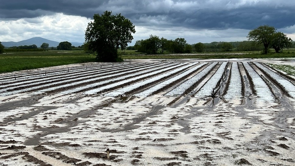 Kozlukebir bölgesinde dolu yağışı zarara neden oldu