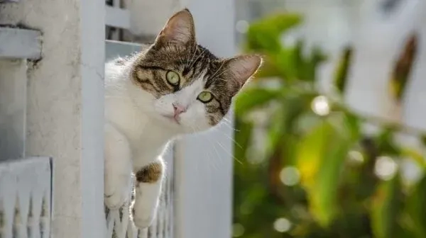 Yavru kediyi balkondan fırlattı, 15,000 euro ceza yedi