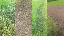 Musaköy halkının başı çekirge istilasıyla dertte!