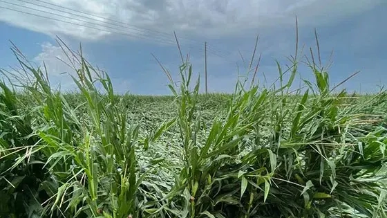 İskeçe ovasını kasırga ve dolu vurdu, zarar büyük!