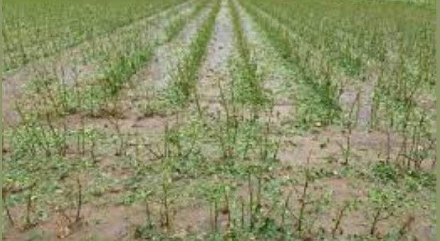 Çiftçiler dolu zararlarını pazartesi itibariyle bildirebilecek