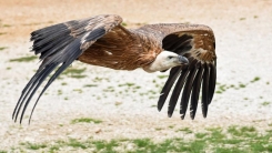 Girit Adası'nda onlarca akbaba susuzluktan öldü