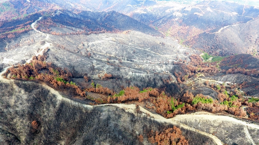 Temmuzun ikinci yarısında 470 bin dönüm ormanlık alan yandı