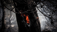 Son 20 yılın en büyük orman yangını yaşanıyor