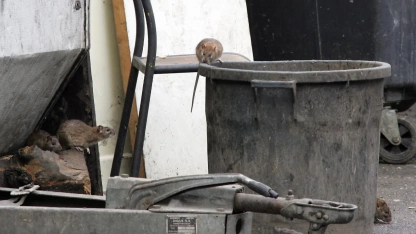 İtalya'da alarm: Roma'da Romalılardan daha çok fare var