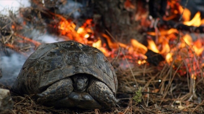 Yunanistan'daki yangınlar ormandaki canlıları yok ederken kurtulanları da yuvasız bıraktı