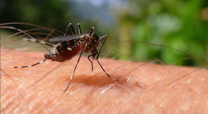 Batı Nil Virüsü: Yeni vakalar tespit edildi, ölenlerin sayısı 19'a yükseldi