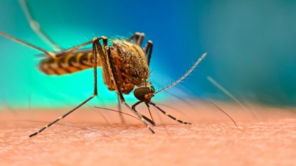 Yunanistan'da Batı Nil Virüsü can almaya devam ediyor: 20 ölü