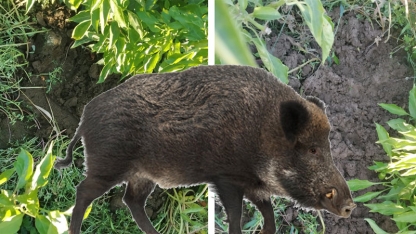 Rodoplu biber üreticileri tarlalarına giren domuzlardan endişeli