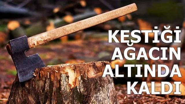 Orman işçisi kestiği ağacın altında kaldı