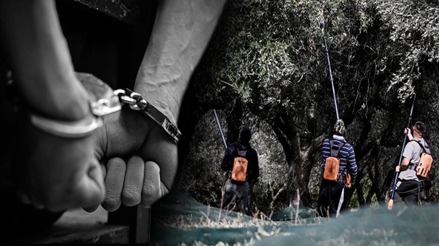 Hırsızlar zeytinliklere dadandı