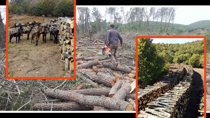 Rodoplu orman işçileri sorunlara çare arıyor!