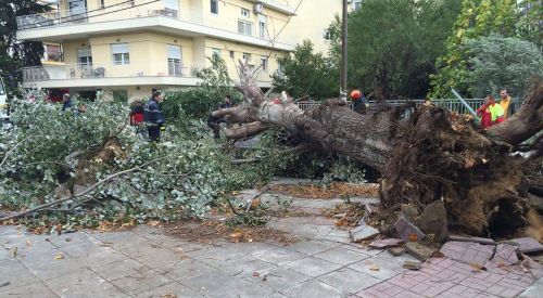 Fırtına Gümülcine'de Ağaçları Devirdi