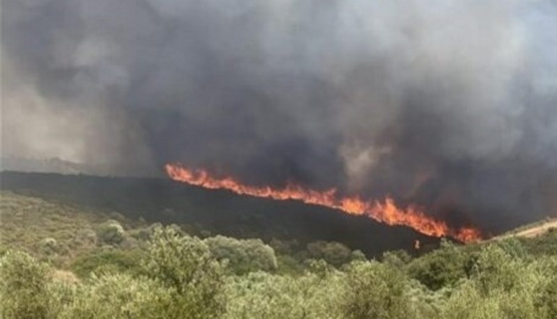 Meriç ilinde zarar gören zeytin üreticilerine tazminat ödenecek!