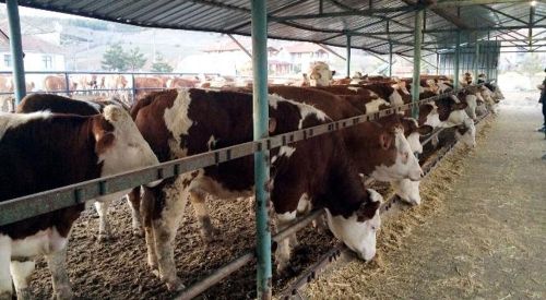 İskeçe Ova Bölgesindeki Azınlık Hayvan Besicileri Zor Durumda!