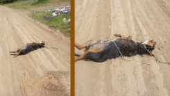 Demirbeyli yakınında yaşandı: Bu insanlık değil, bu vahşettir
