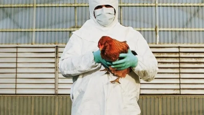 Bulgaristan’da yüksek derecede patojenik kuş gribi salgını tespit edildi