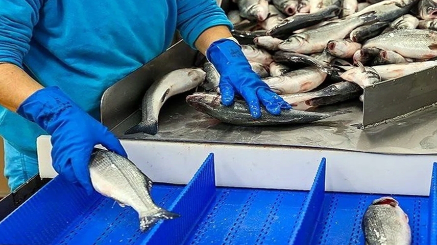 Yunanistan’a balık ihracatı yapacak Türk üreticiler aranıyor!