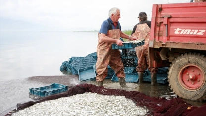 Türkiye'nin gümüş balıkları Yunanistan'a cips olarak ihraç ediliyor