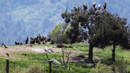 Meriç'te katliam: 47 vahşi hayvan zehirlenerek öldürüldü